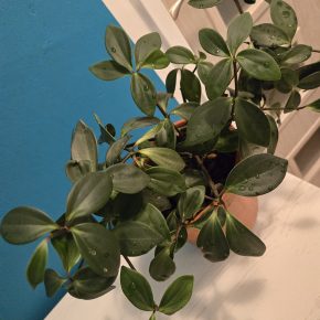 Peperomia pecuniifolia
