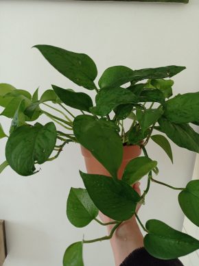 Epipremnum pinnatum
