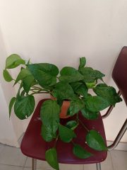 IMG_20250507_101205.jpg