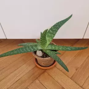 Aloe Vera 2