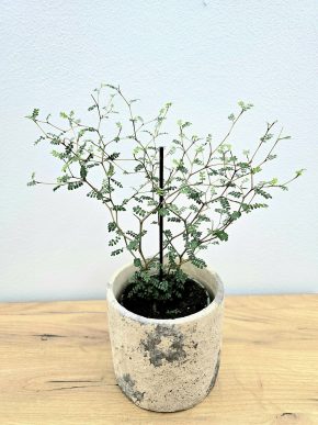 Sophora Prostrata Little Baby