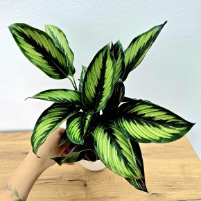 Calathea Pinstripe