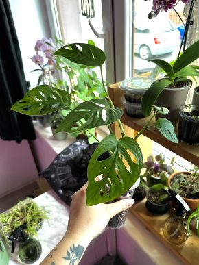 Monstera Adansonii Laniata