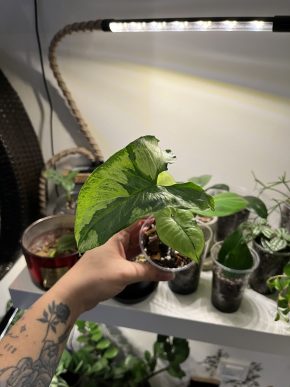 Syngonium Three Kings (Starlight)
