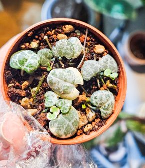 2 v 1. Ceropegia woodii + woodii Albo.