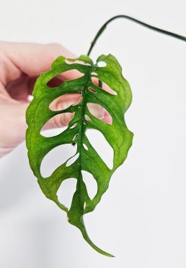 Monstera Obliqua Peru