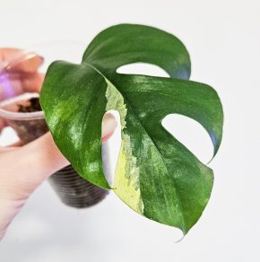 Rhaphidophora Tetrasperma albo variegata raritka