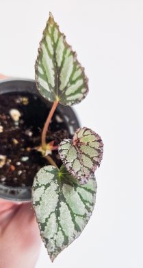 Begonia silver limbo