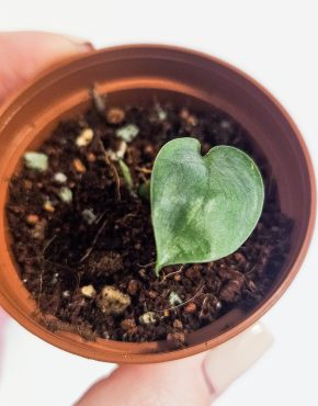 Scindapsus silver hero