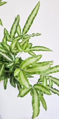 Pteris cretica Albolineata