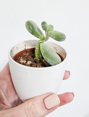 Pachyphytum oviferum