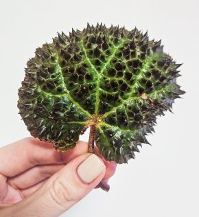Begonia ferox Troll