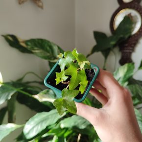Břečťan popínavý - Hedera helix