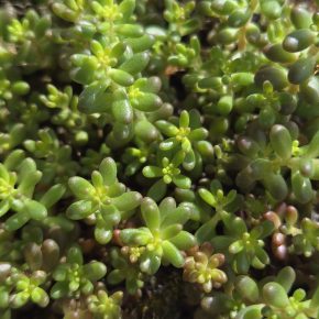 Sedum album
