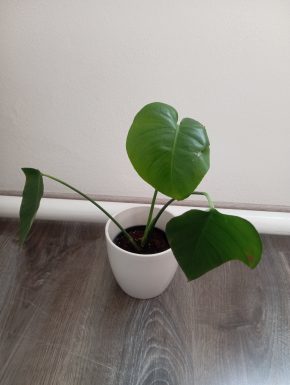 Monstera deliciosa