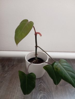 Philodendron Red Emerald