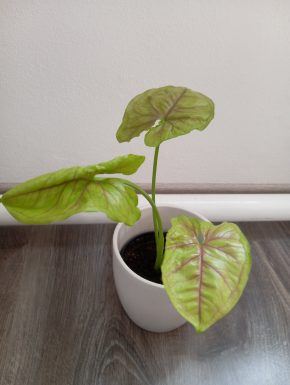 Syngonium mango allusion