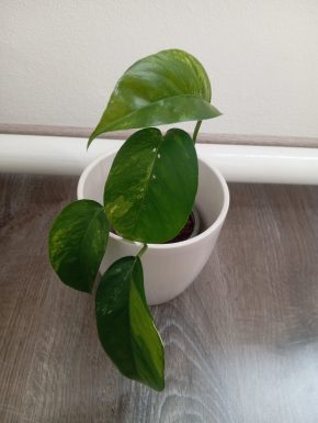 Epipremnum albovariegata