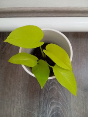 Epipremnum neon