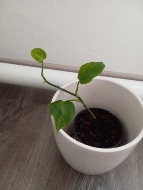 Philodendron camposportoanum