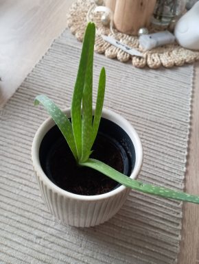Aloe Vera menší