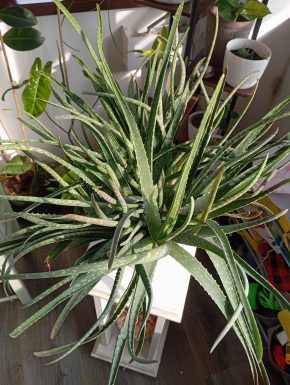 Aloe Vera větší
