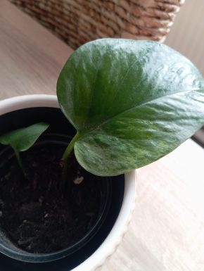 Epipremnum Marble Queen revert