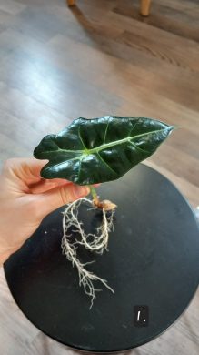 Alocasia polly
