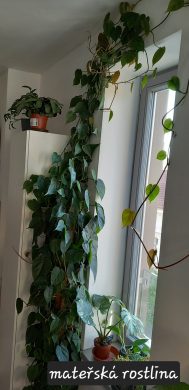 Philodendron scandens