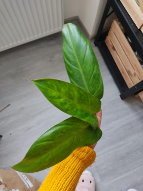 Philodendron Painted lady - řízek k zakořenění velký