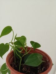 IMG_20250510_131753.jpg