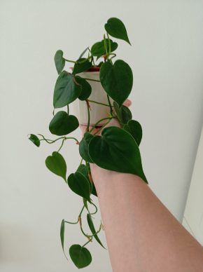 Philodendron Micans