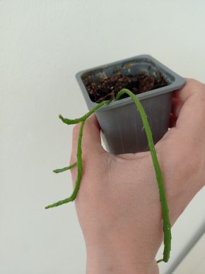 Disocactus