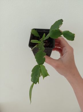 Schlumbergera