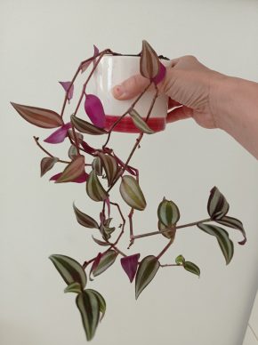 Tradescantia zebrina Bosse s obalem