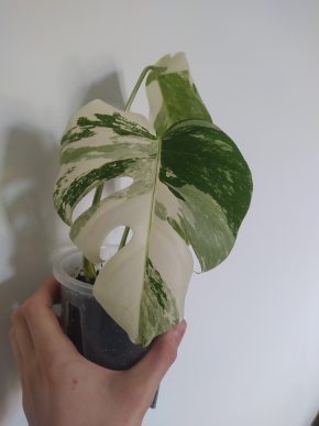 *VÝPRODEJ* Monstera Deliciosa Variegata