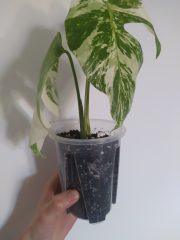 IMG_20250510_181247.jpg