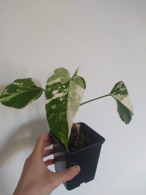 *VÝPRODEJ* Monstera Deliciosa Variegata