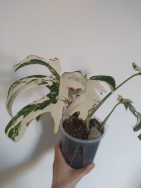 *VÝPRODEJ* Monstera Deliciosa Variegata