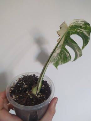 *VÝPRODEJ* Monstera Deliciosa Variegata