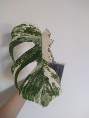 *VÝPRODEJ* Monstera Deliciosa Variegata