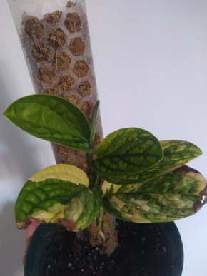 *VÝPRODEJ* Monstera Karstenianum Peru Variegata