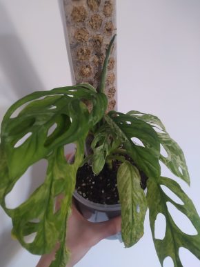 *VÝPRODEJ* Monstera Indonesian Marbel Variegata