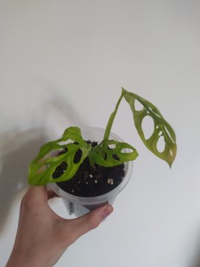 *VÝPRODEJ* Monstera Indonesian Marbel Variegata