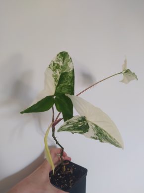 *VÝPRODEJ* Syngonim Variegata