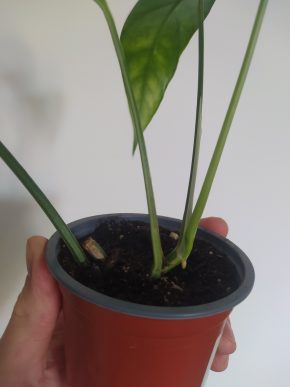*VÝPRODEJ* Epipremnum Pinatum Variegata Kopie