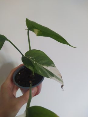 *VÝPRODEJ* Epipremnum Pinatum Variegata Kopie