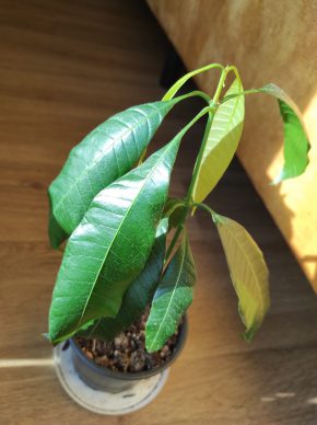 Mango