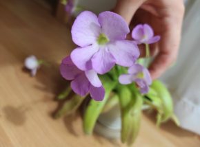 🌸 2x Kvetoucí masožravá tučnice