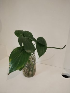 Rhaphidophora decursiva